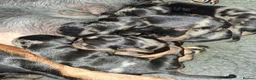 Miniature Dachshund dogs for sale: Stunning Dachshund pups *Ready now* - Advert 4