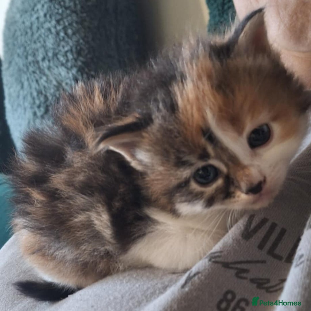 Mixed Breed cats for sale: 3 fluffy kittens - Advert 17