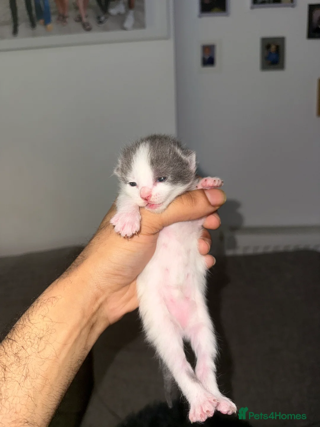 Sphynx cats for sale: Sphynx Variant (Tuxedo) Mix - Advert 5