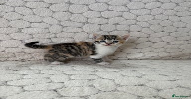 Mixed Breed cats - Advert 1