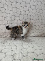 Mixed Breed cats - Advert 1