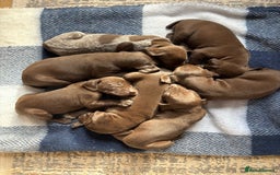 German Shorthaired Pointer dogs for sale: Stunning KC German Shorthaired Pointer Puppies - Image 2
