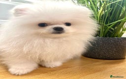 Pomeranian dogs for sale: Korean–Russian Exclusive Teddy Bear Pomeranian ✨🐻 - Advert 17