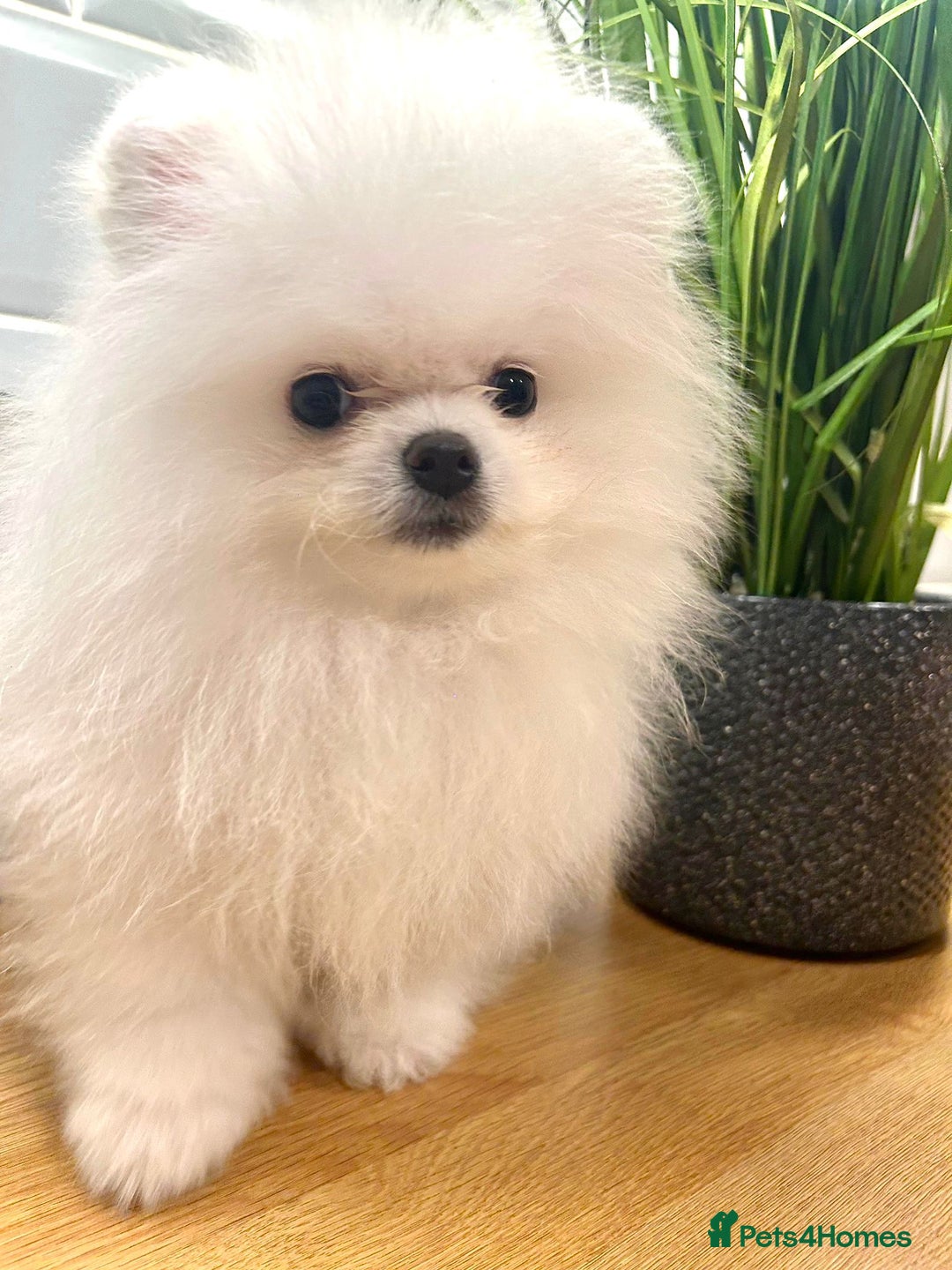 Pomeranian dogs for sale: Korean–Russian Exclusive Teddy Bear Pomeranian ✨🐻 - Advert 17