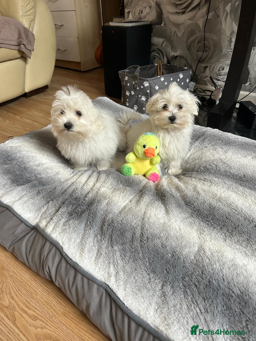 Havanese dogs for sale: Extra mini Havanese x Maltese puppies - Image 17