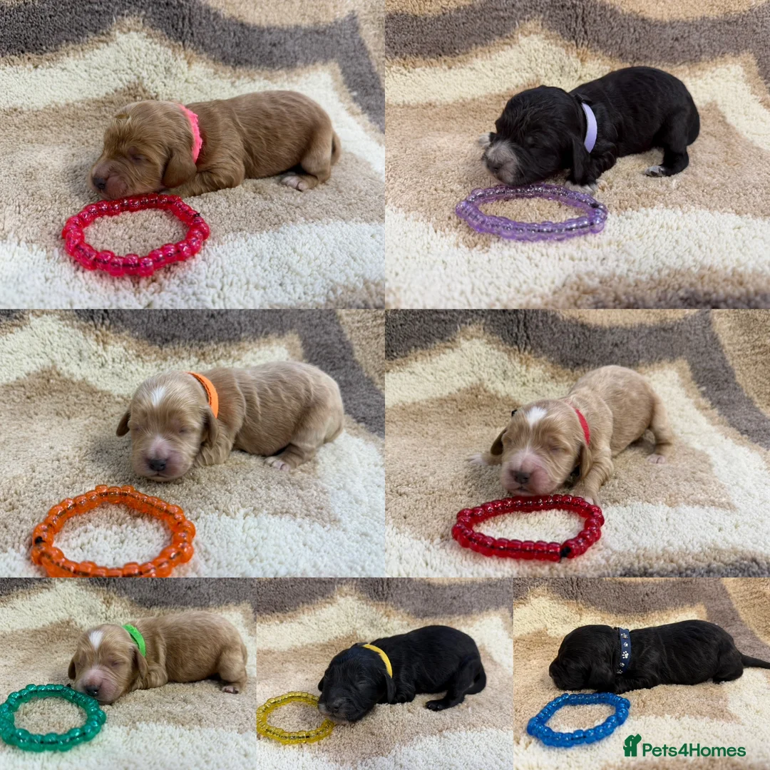 Miniature Poodle dogs for stud: Miniature red poodle stud  in Maidstone - Advert 17