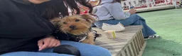 Yorkshire Terrier dogs for sale: freddie 1 and half years  - Advert 1