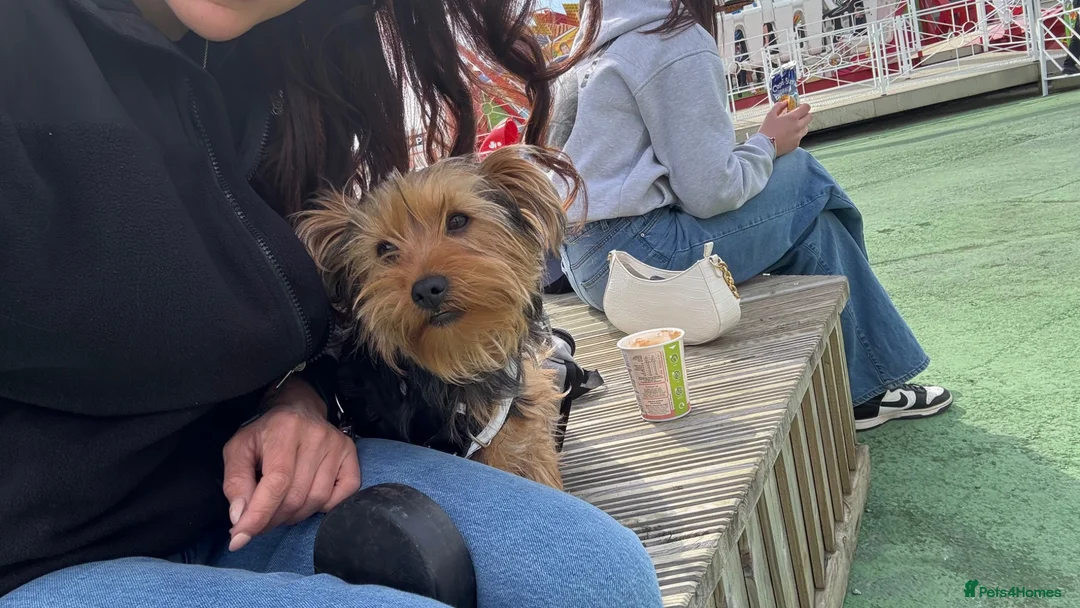 Yorkshire Terrier dogs for sale: freddie 1 and half years  - Advert 1