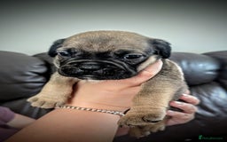 Mixed Breed dogs for sale: Cane corso cross  - Image 1