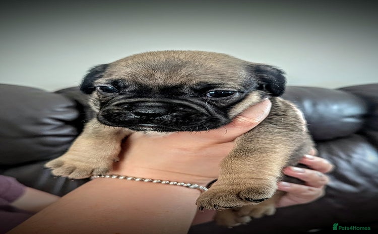 Mixed Breed dogs - Advert 5