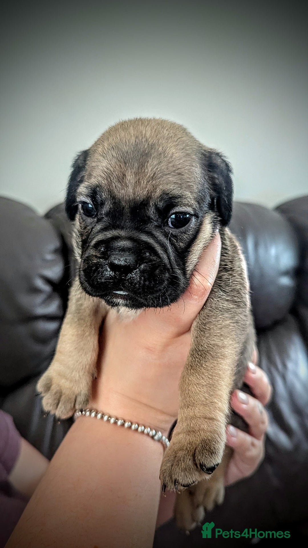 Mixed Breed dogs for sale: Cane corso cross  - Image 1