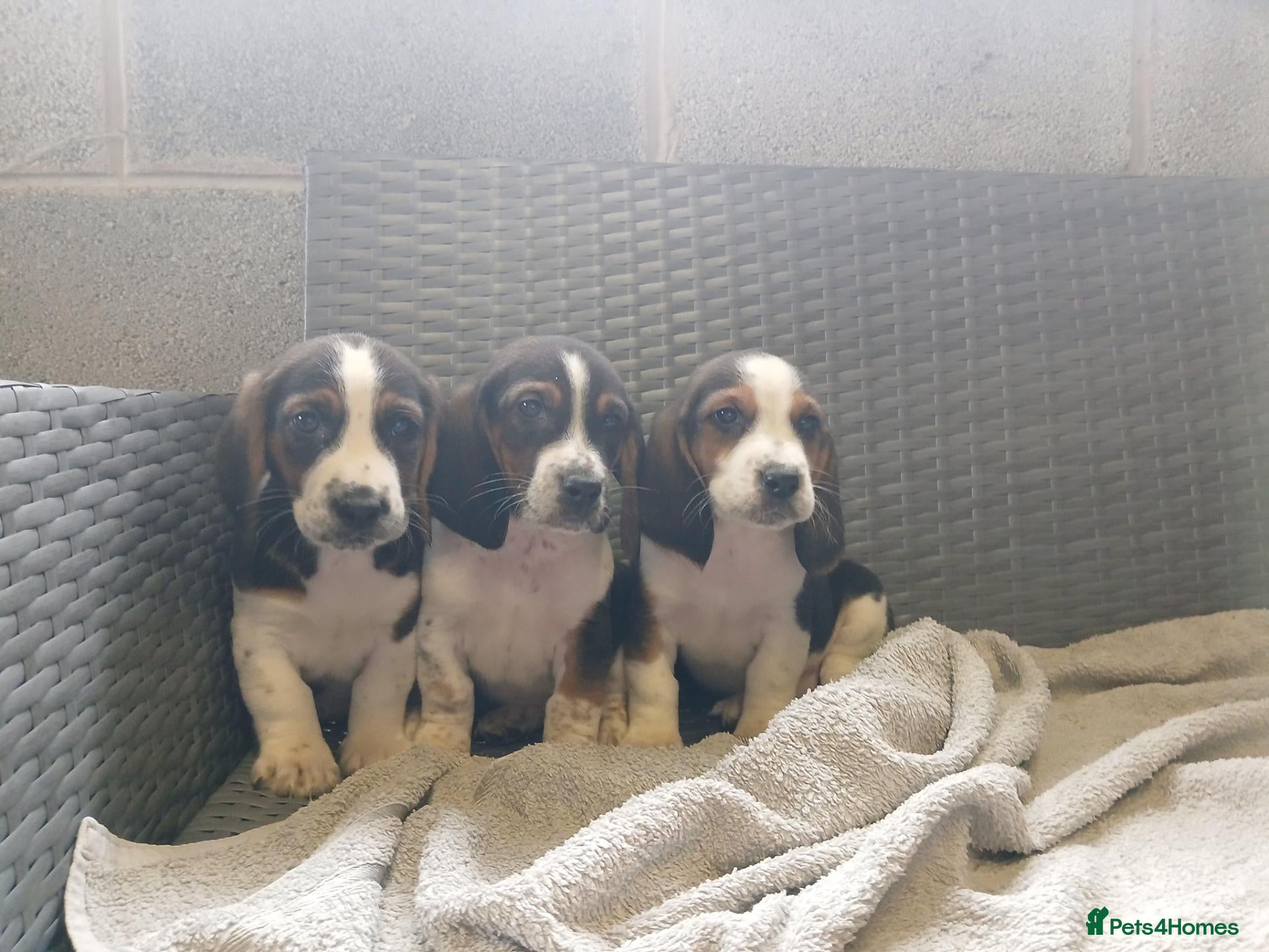 Mixed Breed dogs Beagle x basset  - Advert 2