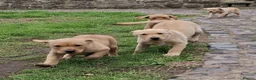 Labrador Retriever dogs for sale: Labrador puppies - Advert 8