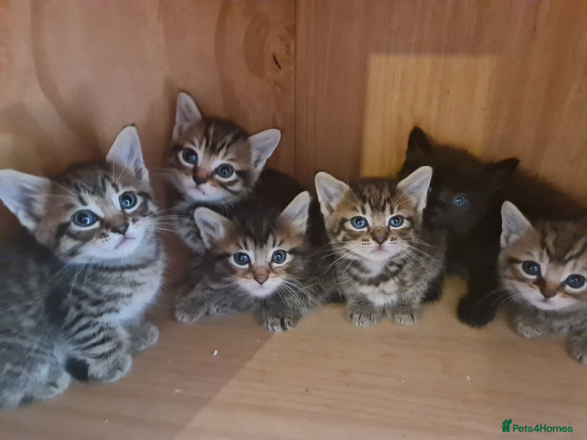 Mixed Breed cats Kittens for sale  - Advert 2