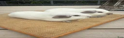 Guinea Pig rodents for sale: Pure bred Californian guinea pigs  - Advert 11