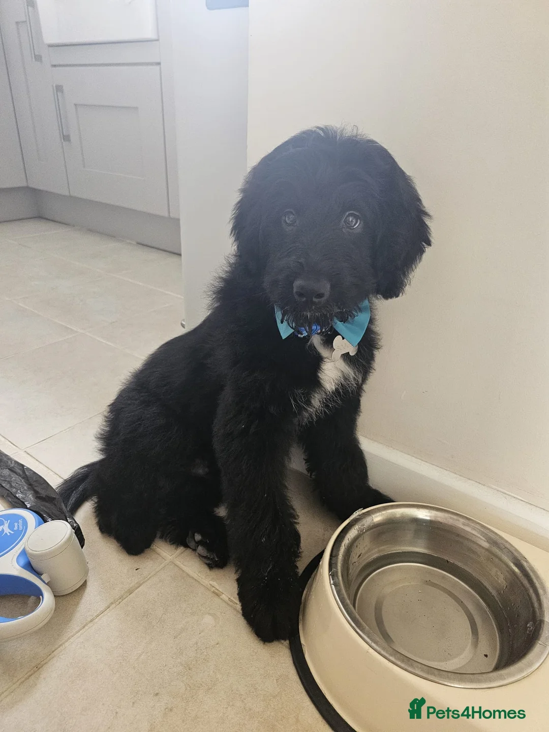 Bordoodle dogs for sale: 🌙☀️Waiting List Open🌙☀️ - Advert 32