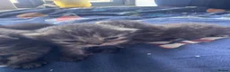 Persian cats for sale: Persian kittens - Advert 3
