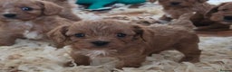 Cavapoo dogs for sale: Beautiful litter of f1 cavapoo puppies  - Advert 6