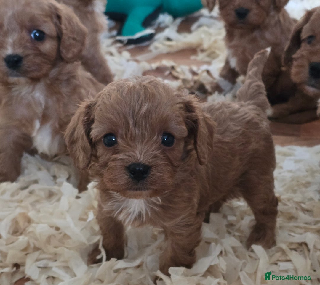 Cavapoo dogs for sale: Beautiful litter of f1 cavapoo puppies  - Advert 6
