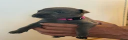 Staffordshire Bull Terrier dogs for sale: 🐾 Gorgeous Blue Staffordshire Bull Terriers Pups  - Advert 29