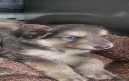 German Shepherd dogs for stud: German shepherd  - Image 16