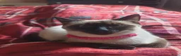 Siamese cats for sale: Siamese/ Ghost tabby  - Advert 11