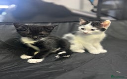 Mixed Breed cats for sale: 🐾 Kittens Ready for Their Forever Homes 🐾 - Image 2