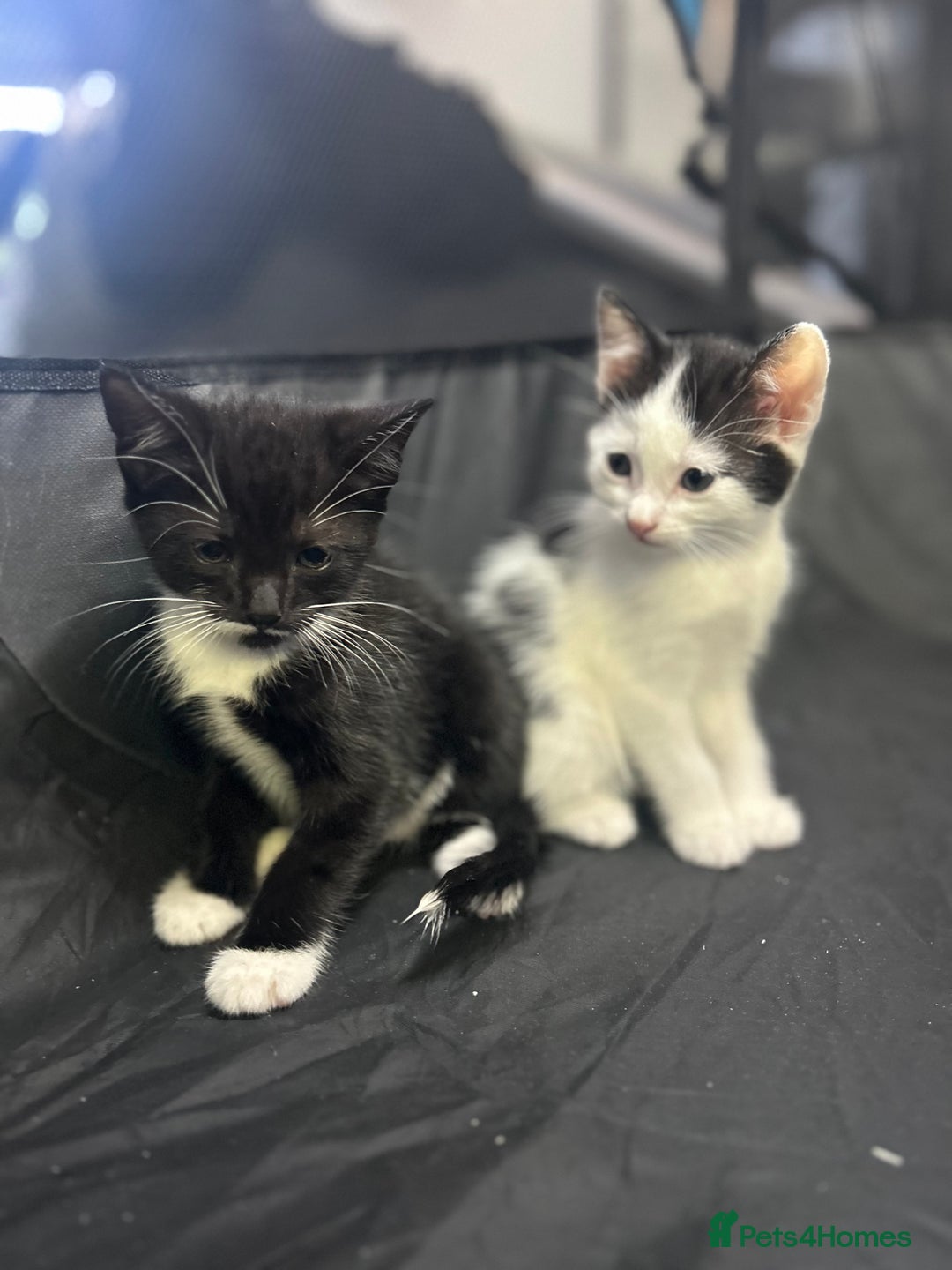 Mixed Breed cats for sale: 🐾 Kittens Ready for Their Forever Homes 🐾 - Image 2