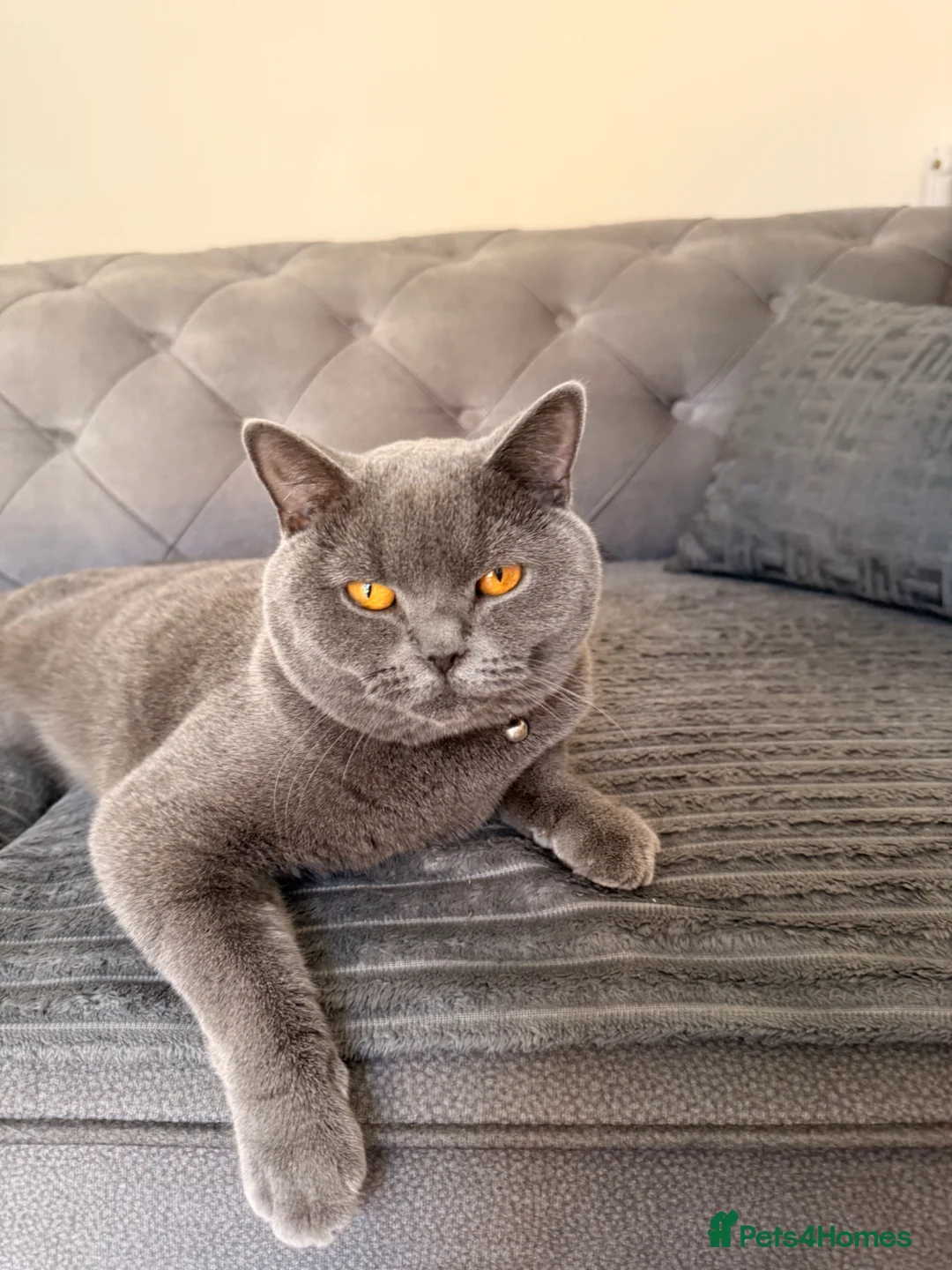 British Shorthair cats for sale: British short hair male - Advert 3
