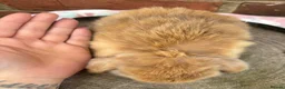 Mini Lop rabbits for sale: Pedigreed pure bred mini lops  - Advert 23