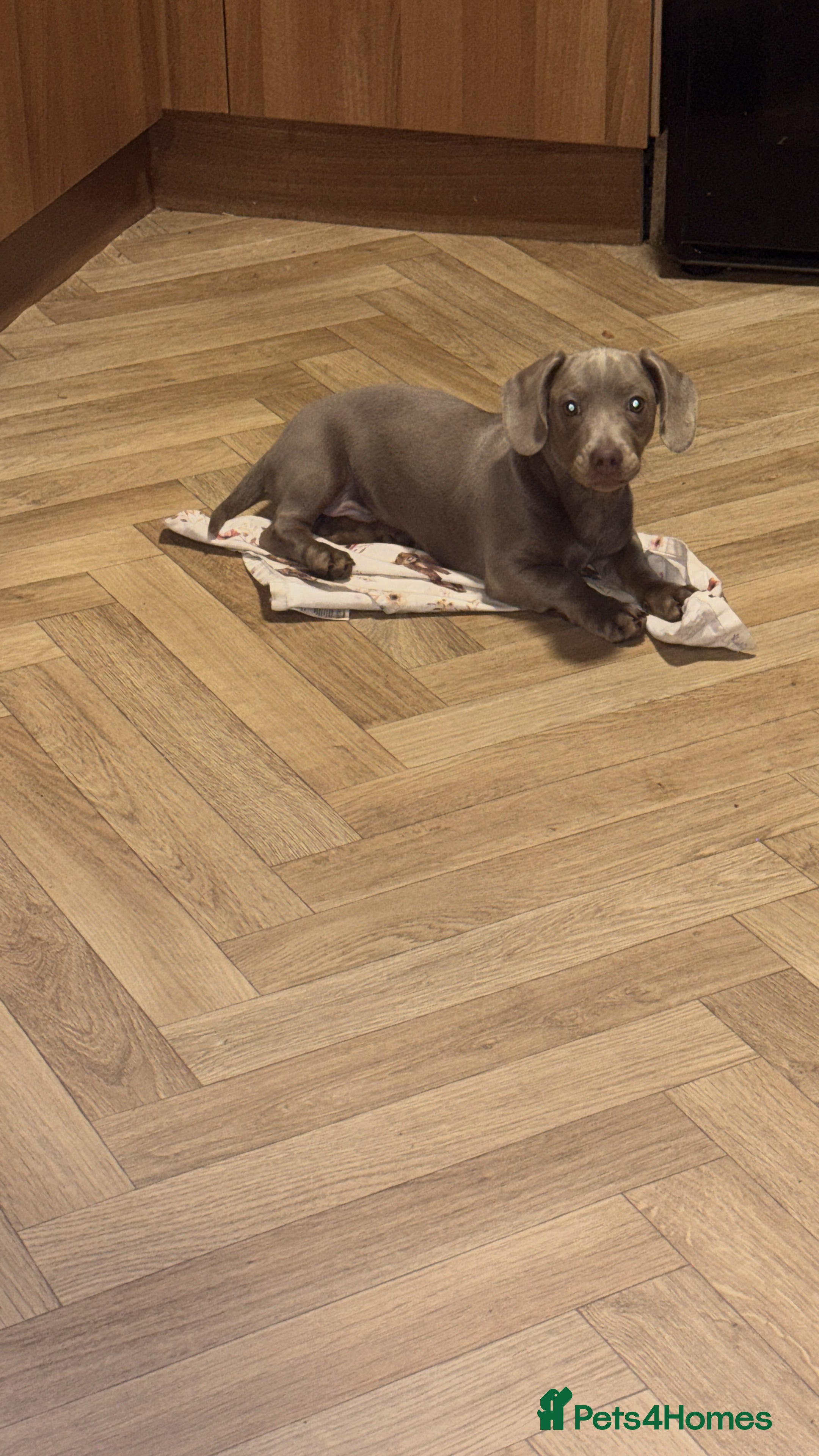 Miniature Dachshund dogs 4 month old miniature dashhound  - Advert 5