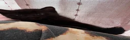Domestic Shorthair cats for sale: 1x female 2x male black domestic shorthair  in Hull - Advert 5