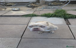 American Bully dogs for sale: Merle pocket bully  - Image 1