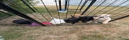 Labrador Retriever dogs for sale: Labrador Puppies  - Advert 4