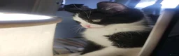 Mixed Breed cats for sale: kittens - Advert 5