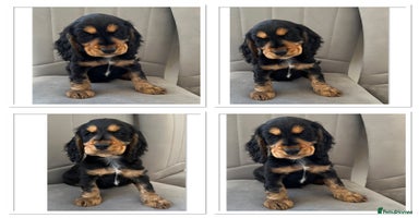 Cocker Spaniel dogs - Advert 4