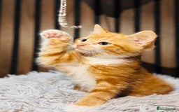 Mixed Breed cats for sale: 🎃 4 Pumpkin Gingers & 2 Phantom Kittens 👻 - Image 6