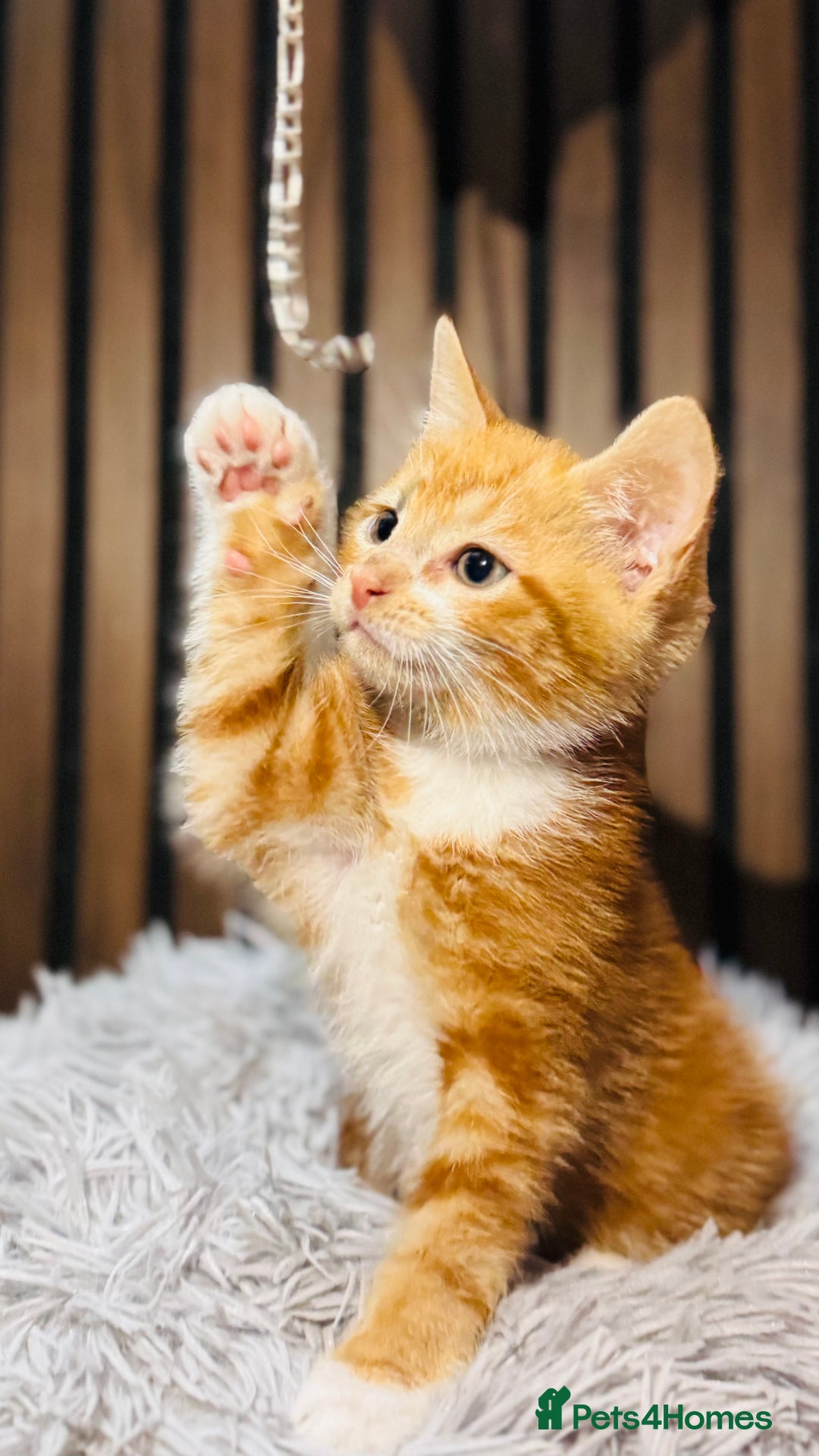 Mixed Breed cats for sale: 🎃 4 Pumpkin Gingers & 2 Phantom Kittens 👻 - Image 6