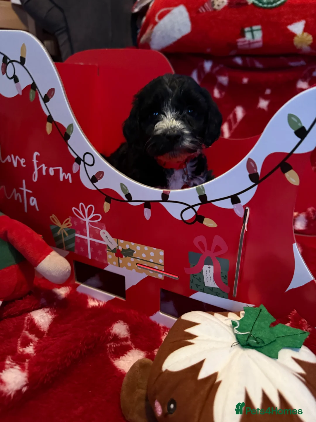 Cockapoo dogs for sale: Miniature f1 Cockapoos puppies - Advert 8