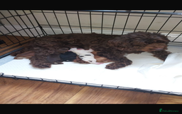 Cockapoo dogs for sale: 5 beautiful cockapoo’s  - Image 1