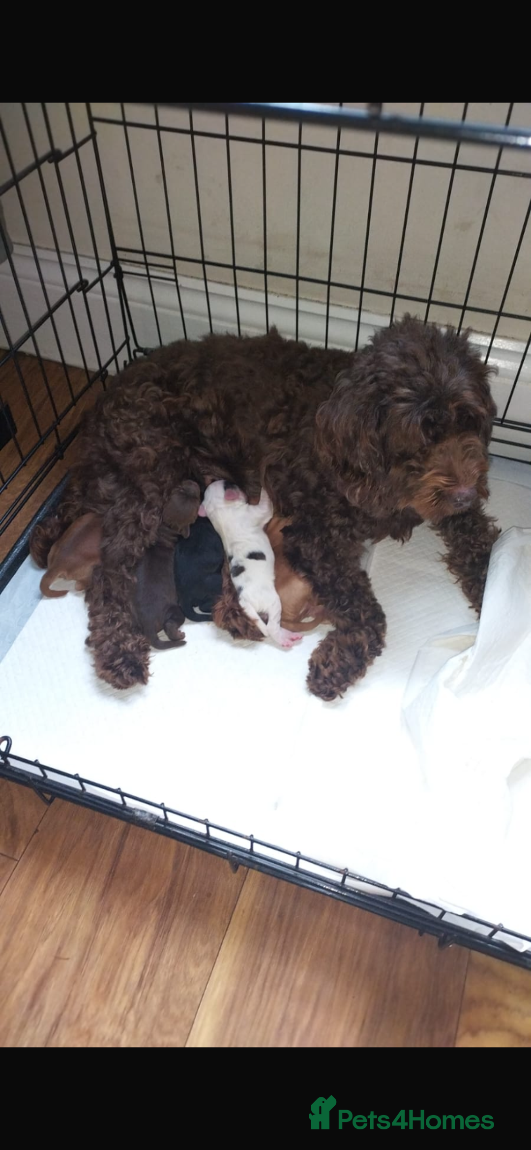 Cockapoo dogs for sale: 5 beautiful cockapoo’s  - Image 1
