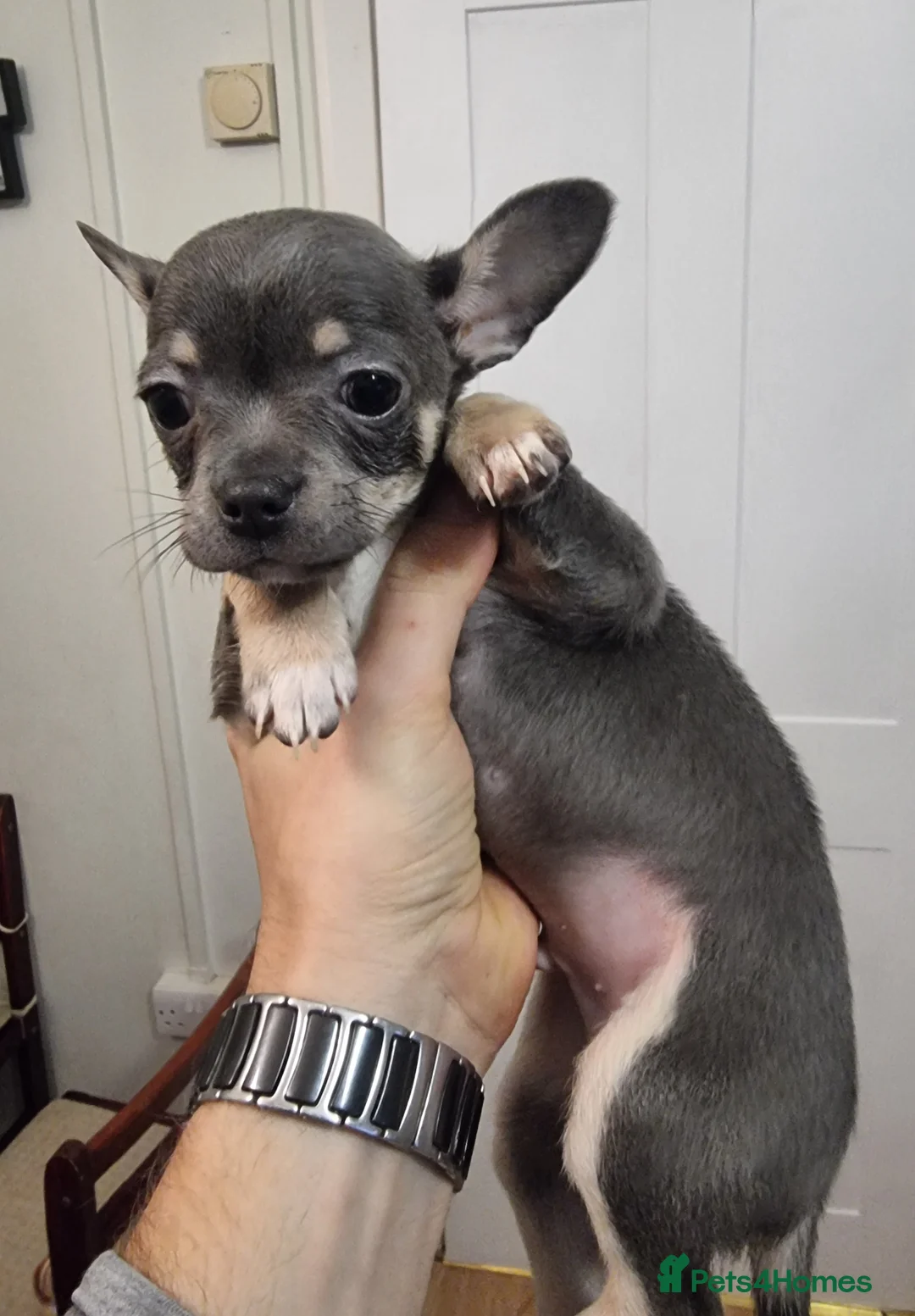 Chihuahua dogs for sale: Merle chihuahua 2 x boy puppy puppies  - Advert 6