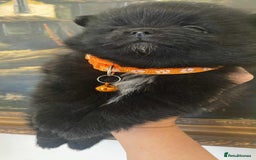 Pomeranian dogs for sale: Pomeranian puppies  - Image 38