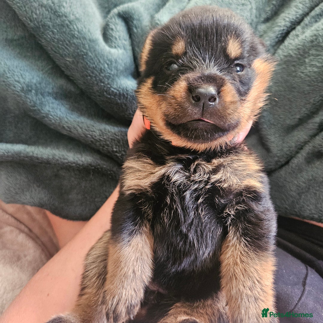 Rottweiler dogs for sale: 12 beautiful puppies  - Image 4