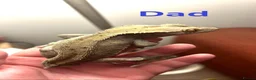 Gecko reptiles for sale: 3x baby Crested Geckos - Harlequin/Dalmatian - Advert 8