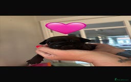 Patterdale Terrier dogs for sale: Patterdale Puppies - Image 6