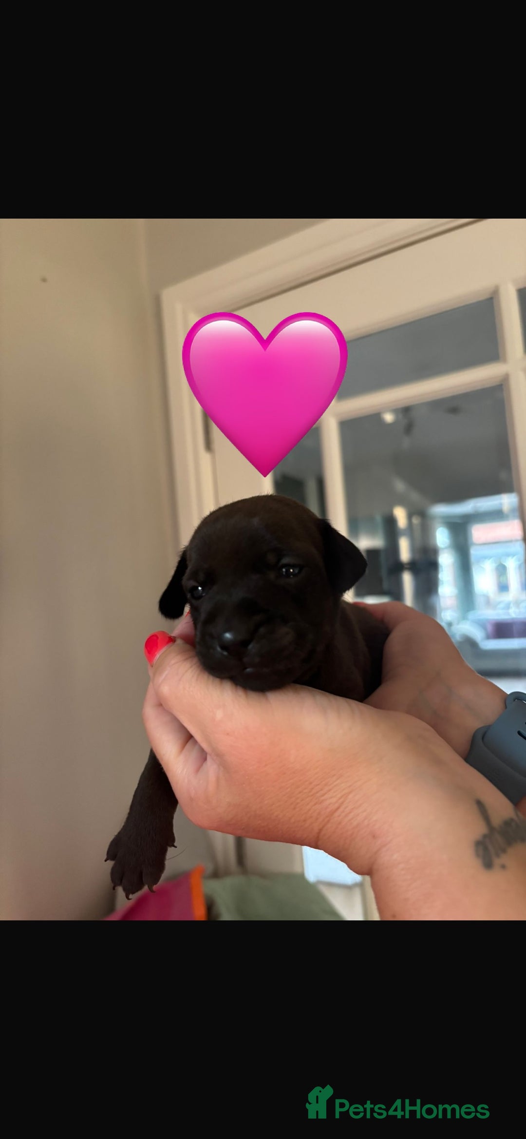 Patterdale Terrier dogs for sale: Patterdale Puppies - Image 6