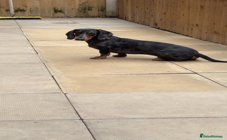 Dachshund dogs - Advert 3