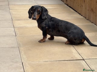 Dachshund dogs - Advert 36