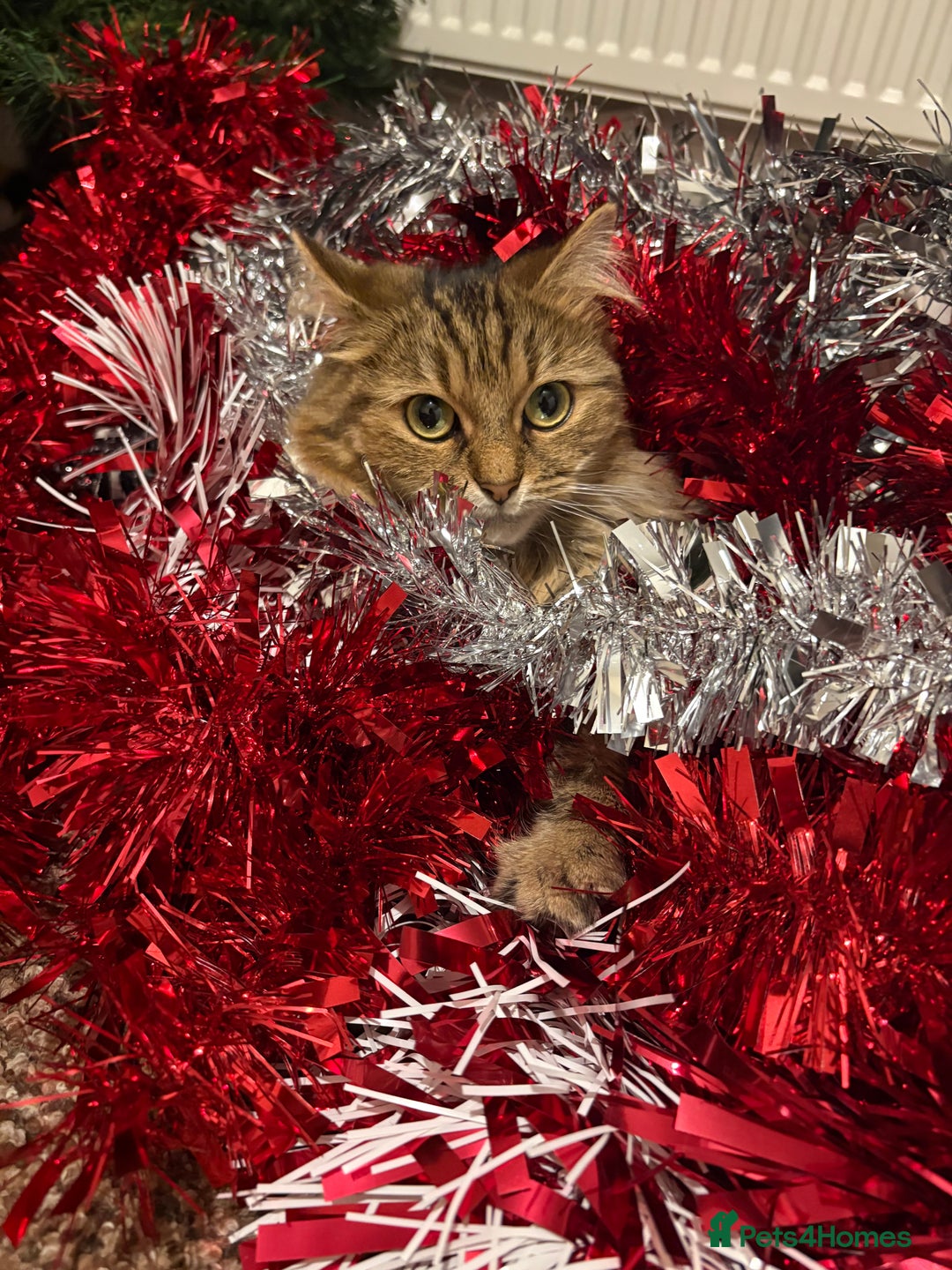 British Longhair cats for sale: Beautiful Rescue Cat Needs A Forever Home - Advert 5